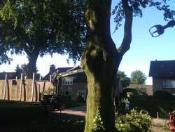 bomen rooien 